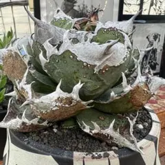 2025年最新】麻花龍 アガベの人気アイテム - メルカリ