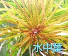 【対応中】２本 ルドウィジア ギニア♪ 無農薬 水中葉 セネガレンシス 2本 ルドウィジア ギニア♪ 無農薬 水中葉 セネガレンシス