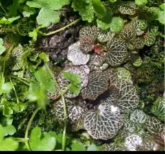 2026年最新】姫ユキノシタの人気アイテム - メルカリ