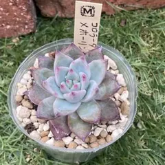 JUNTA29様 リクエスト 3点 まとめ商品