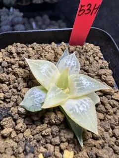 Bepo様 リクエスト 3点 まとめ商品