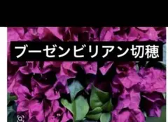 沖縄から♪】ブーゲンビリア(ピンクパープル)♥️ - メルカリ