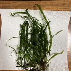 2026年最新】ミクロソリウム サラワクの人気アイテム - メルカリ