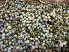 天然ノブトウ　馬ぶどう　山菜　薬草　京都府の山に 馬ぶどう 天然ノブトウ 山菜 京都府の山に - メルカリ