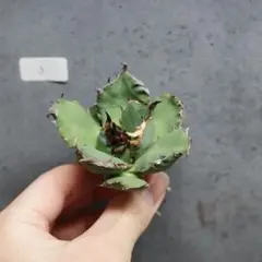 V.O様 リクエスト 3点 まとめ商品