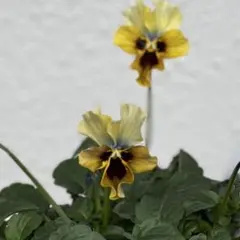 びおら様　ご依頼品　現品　メルカリ便発送　12苗 2026年最新】ビオラ苗の人気アイテム - メルカリ