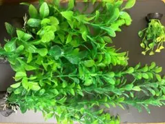 流木活着水草 完全水中葉 無農薬 無CO2 ミクロソリュウム - メルカリ