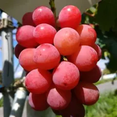 ⑦【訳あり予約】長野県産クイーンセブン1kg【メルカリ便】シャイン