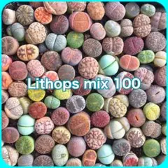 リトープス種子 mix100粒 [2025年］のサムネイル