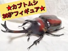 お手頃特大80mm頭角幅17mm胸角幅5.3mmぐらい野生ワイルドカブトムシ