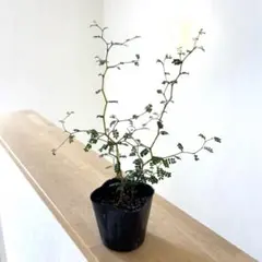 6 ソフォラリトルベイビーのサムネイル
