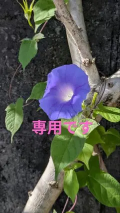 専用出品　　　　アイボリー　インナー