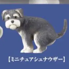 【ミニチュアシュナウザー】ふんばりーぬ3 ガチャ113