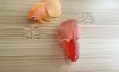 雑貨　飾り　金魚　赤　オレンジ　夏祭り　スケルトン