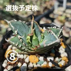 2025年最新】アガベ実生実生苗の人気アイテム - メルカリ
