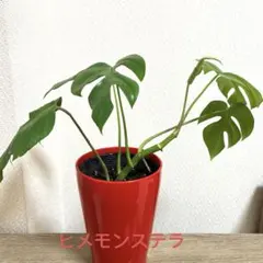 2025年最新】モンステラ 苗の人気アイテム - メルカリ