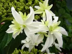 紫陽花・アジサイ ☆八丈千鳥☆ 保水 挿し穂3本♪のサムネイル