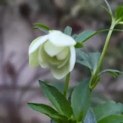 2026年最新】大木 クリスマスローズの人気アイテム - メルカリ