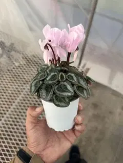 koko✩.*˚様専用