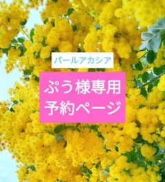 ぷう様専用　パールアカシア　パールミモザ
