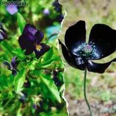 黒花ポピー、ビオラブラック 種子セットのサムネイル