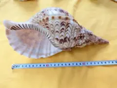 オウムガイの殻 3個セット - メルカリ