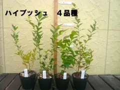 もんがー様 リクエスト 4点 まとめ商品