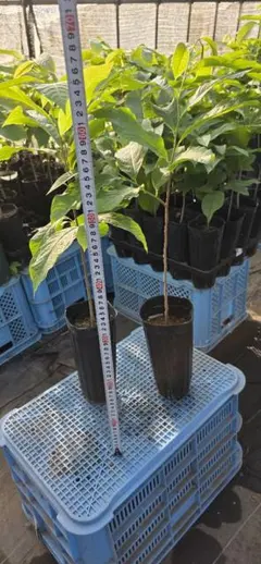 ポポー 実生3点セット　4年生　３年生 ポポー 実生3点セット 4年生 3年生 - メルカリ