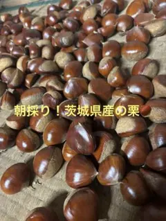 農薬不使用栗1.2キロ現品 - メルカリ