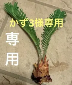 2026年最新】蘇轍の人気アイテム - メルカリ