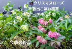 ⑦クリスマスローズ　救出こぼれ種苗　発芽苗20本〜 今季最終品ネコポス発送のサムネイル