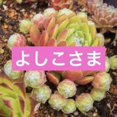 よしこ0411様 リクエスト 3点 まとめ商品