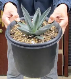 アガベ　シャークスキン　カキコ2株セット❗ ① アガベ シャークスキン カキコ2株セット❗ ① - メルカリ