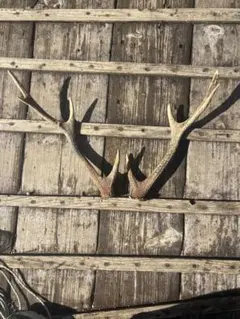 自然な形状の鹿の角