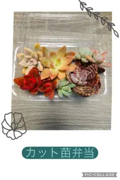 多肉植物　多肉弁当　詰め合わせ　カット苗