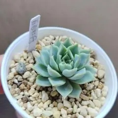 ミックスベリア おらいさん苗 札付き 苔生す ミックスベリア 花芽つき 苔生す 札付き 鉢ごと おらいさん - メルカリ