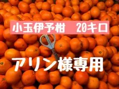 小玉伊予柑 20キロ アリン様専用