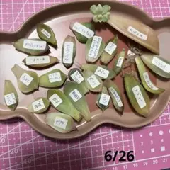 オマケ特典）選べる葉挿し&ピック付♥ 葉挿しセット① - メルカリ