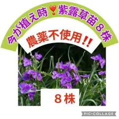 今が植え時‼️超簡単宿根草❣️紫露草苗(８本)農薬不使用❣️開花前の苗　プロフ必読‼️