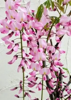 白長藤・接ぎ木 太株 樹高のみで58㌢10年物 2025年最新】