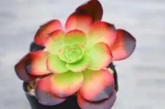 296 魅金ローズ錦ー納福 多肉植物 アエオニウム 抜き苗 - メルカリ