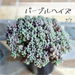 多肉植物【パープルヘイズ】セダム ポットごと or 抜き苗 6㎝ポットのサムネイル