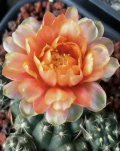 2025年最新】緋花玉の人気アイテム - メルカリ