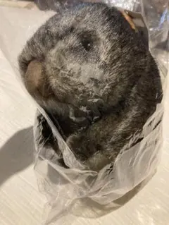 2026年最新】ウォンバット 茶臼山の人気アイテム - メルカリ