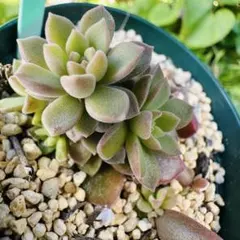 ✾②スプリングワンダー×銀天女　抜き苗　多肉植物