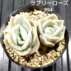ラブリーローズ 2株 994 エケベリア 多肉植物 抜き苗