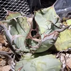 オテロイ　青葉　実生のサムネイル