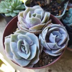 ペガサス エケベリア 抜き苗 小苗 葉挿し苗 多頭 多肉植物 寄せ植えに