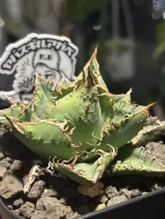 2026年最新】麻花龍 アガベの人気アイテム - メルカリ