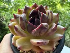 z269 新入荷　ナイトモミジ　エケベリア　多肉植物　　撮影7月22日のサムネイル